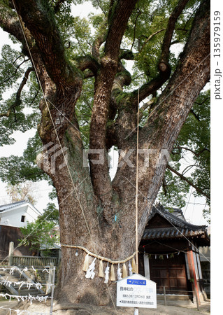 広島県　艮神社のクスノキ 135979159