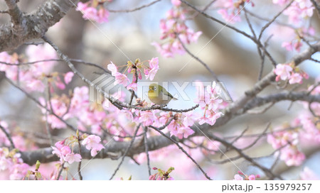 河津桜に舞い降りたメジロ ― 早春の逗子・大崎公園 135979257