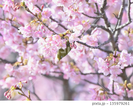 河津桜に舞い降りたメジロ ― 早春の逗子・大崎公園 河津桜に舞い降りたメジロ ― 早春の逗子・大崎公園 135979261