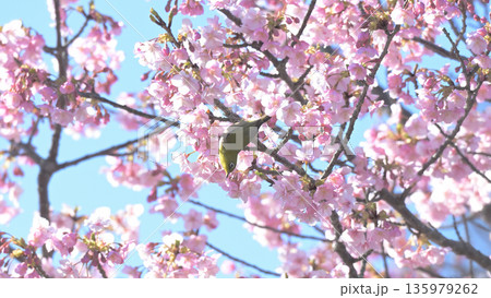 河津桜に舞い降りたメジロ ― 早春の逗子・大崎公園 135979262