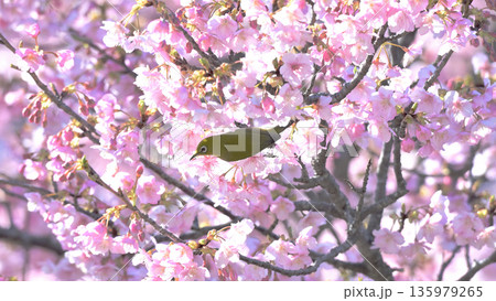 河津桜に舞い降りたメジロ ― 早春の逗子・大崎公園 135979265