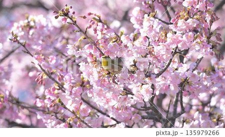 河津桜に舞い降りたメジロ ― 早春の逗子・大崎公園 135979266