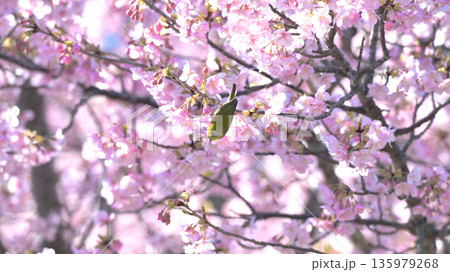 河津桜に舞い降りたメジロ ― 早春の逗子・大崎公園 河津桜に舞い降りたメジロ ― 早春の逗子・大崎公園 135979268