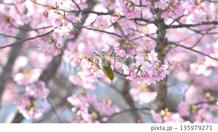 河津桜に舞い降りたメジロ ― 早春の逗子・大崎公園 河津桜に舞い降りたメジロ ― 早春の逗子・大崎公園 135979271