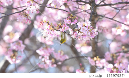 河津桜に舞い降りたメジロ ― 早春の逗子・大崎公園 135979274