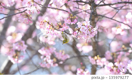 河津桜に舞い降りたメジロ ― 早春の逗子・大崎公園 河津桜に舞い降りたメジロ ― 早春の逗子・大崎公園 135979277