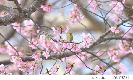 河津桜に舞い降りたメジロ ― 早春の逗子・大崎公園 135979281
