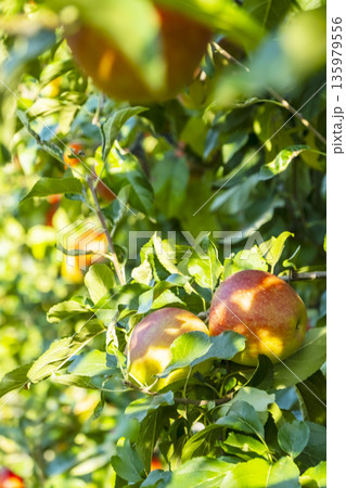 Ripe red apples hang on lush green trees in a thriving bio garden. The vibrant fruits contrast with the greenery, showcasing nature's bounty in an organic orchard setting 135979556