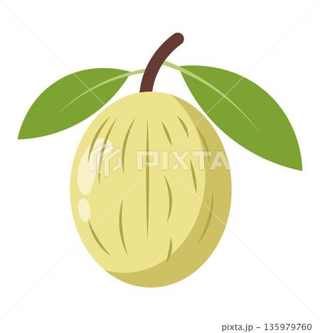 Yellow plum or apricot with two green leaves and a brown stem, flat illustration Yellow plum or apricot with two green leaves and a brown stem, flat illustration 135979760