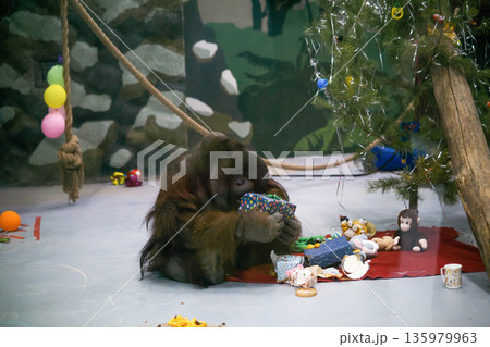 orangutan unpacks presents under a Christmas tree in its enclosure, behavioral enrichment in zoo orangutan unpacks presents under a Christmas tree in its enclosure, behavioral enrichment in zoo 135979963