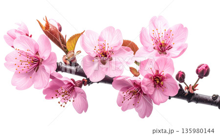 A close-up macro shot of a branch of blooming white cherry blossoms, with delicate petals and buds against a white background. 135980144