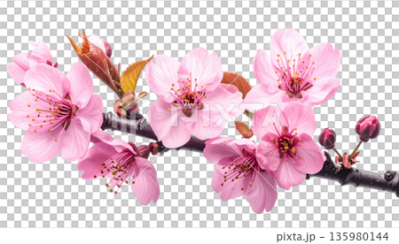 A close-up macro shot of a branch of blooming white cherry blossoms, with delicate petals and buds against a white background. 135980144