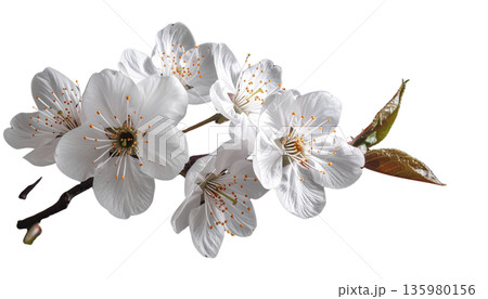 A close-up macro shot of a branch of blooming white cherry blossoms, with delicate petals and buds against a white background. A close-up macro shot of a branch of blooming white cherry blossoms, with delicate petals and buds against a white background. 135980156