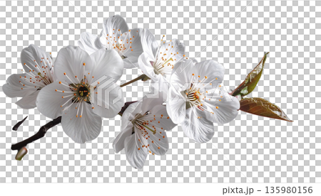 A close-up macro shot of a branch of blooming white cherry blossoms, with delicate petals and buds against a white background. A close-up macro shot of a branch of blooming white cherry blossoms, with delicate petals and buds against a white background. 135980156
