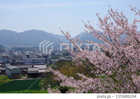 兵庫県南あわじ市 桜の咲く広田梅林ふれあい公園 兵庫県南あわじ市 桜の咲く広田梅林ふれあい公園 135980204