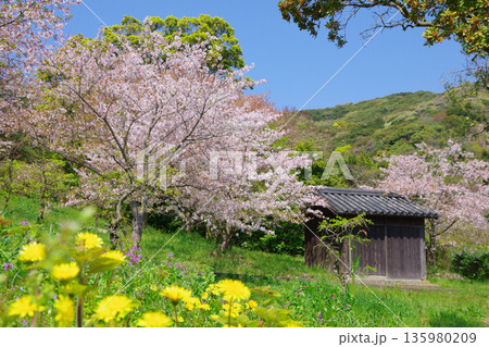兵庫県南あわじ市　桜の咲く広田梅林ふれあい公園 135980209