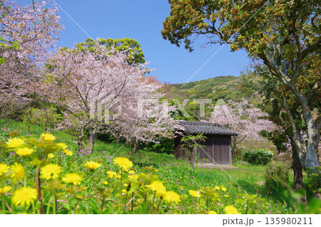 兵庫県南あわじ市　桜の咲く広田梅林ふれあい公園 135980211