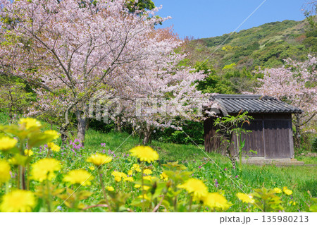 兵庫県南あわじ市　桜の咲く広田梅林ふれあい公園 135980213