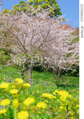兵庫県南あわじ市 桜の咲く広田梅林ふれあい公園 兵庫県南あわじ市 桜の咲く広田梅林ふれあい公園 135980215
