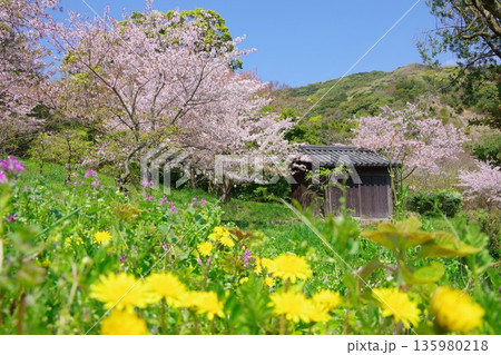 兵庫県南あわじ市 桜の咲く広田梅林ふれあい公園 兵庫県南あわじ市 桜の咲く広田梅林ふれあい公園 135980218