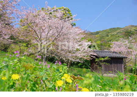 兵庫県南あわじ市　桜の咲く広田梅林ふれあい公園 135980219