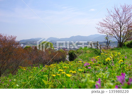 兵庫県南あわじ市 桜の咲く広田梅林ふれあい公園 兵庫県南あわじ市 桜の咲く広田梅林ふれあい公園 135980220