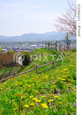 兵庫県南あわじ市　桜の咲く広田梅林ふれあい公園 135980223