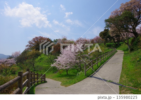 兵庫県南あわじ市　桜の咲く広田梅林ふれあい公園 135980225