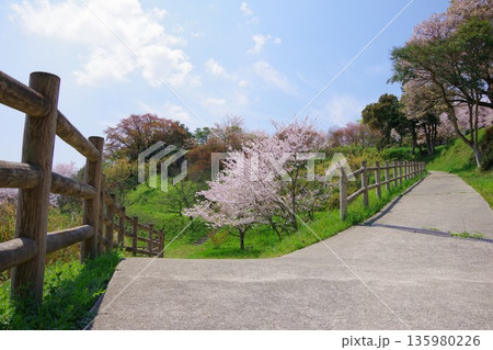 兵庫県南あわじ市 桜の咲く広田梅林ふれあい公園 兵庫県南あわじ市 桜の咲く広田梅林ふれあい公園 135980226