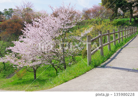 兵庫県南あわじ市 桜の咲く広田梅林ふれあい公園 兵庫県南あわじ市 桜の咲く広田梅林ふれあい公園 135980228