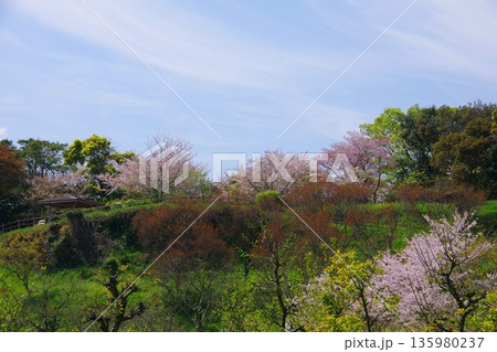 兵庫県南あわじ市　桜の咲く広田梅林ふれあい公園 135980237
