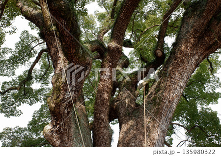 広島県　艮神社のクスノキ 135980322