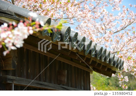 桜と日本家屋 桜と日本家屋 135980452