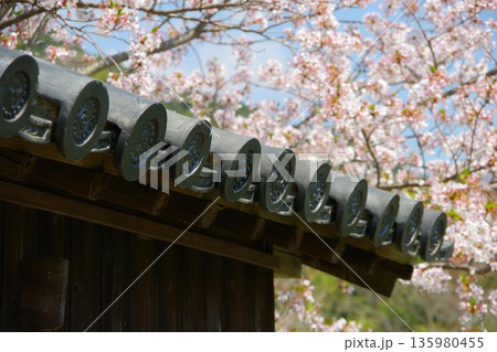 桜と日本家屋 桜と日本家屋 135980455