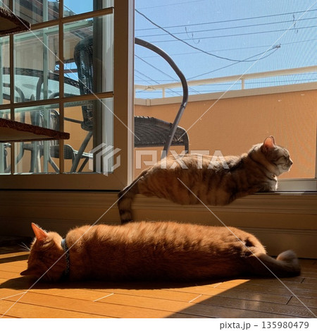 日差しの中で寄り添う猫たちの穏やかなひととき 135980479
