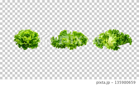 Fresh green organic lettuce leaves are placed on a white background. Fresh green organic lettuce leaves are placed on a white background. 135980659