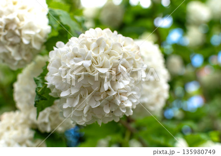 Viburnum opulus roseum, snowball viburnum is a large deciduous shrub bending under the weight of its pure white ball-shaped flowers Viburnum opulus roseum, snowball viburnum is a large deciduous shrub bending under the weight of its pure white ball-shaped flowers 135980749