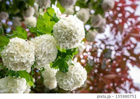 Viburnum opulus roseum, snowball viburnum is a large deciduous shrub bending under the weight of its pure white ball-shaped flowers 135980751