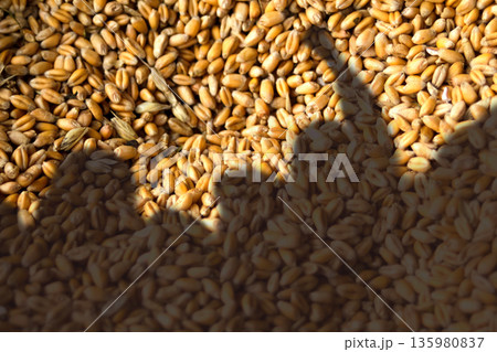 Poland farmer protest 2026 wheat grain. tractor blockade Poland grain imports protest. wheat price crisis Poland farmers 2026 Poland farmer protest 2026 wheat grain. tractor blockade Poland grain imports protest. wheat price crisis Poland farmers 2026 135980837