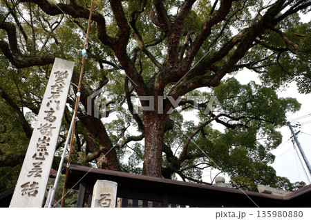広島県 艮神社のクスノキ 広島県 艮神社のクスノキ 135980880