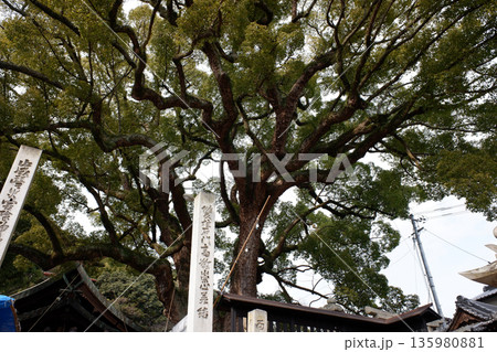 広島県　艮神社のクスノキ 135980881