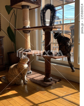 窓辺のキャットタワーで見つめ合う2匹の猫 135980914