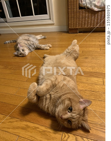 くつろぐ2匹の室内猫の日常 135980975