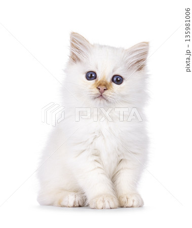 Fluffy kitten on white background 135981006