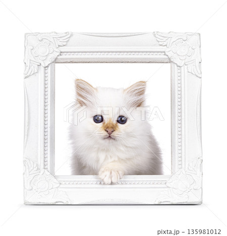 Fluffy kitten on white background Fluffy kitten on white background 135981012