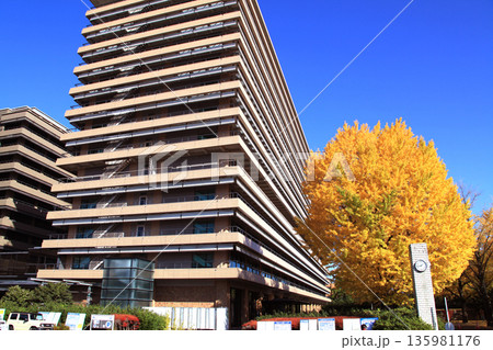 熊本県庁　県庁舎と黄葉したイチョウの風景 135981176