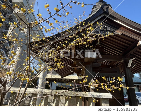 福岡市西区「姪浜住吉神社」の蝋梅(ロウバイ) 福岡市西区「姪浜住吉神社」の蝋梅(ロウバイ) 135981235