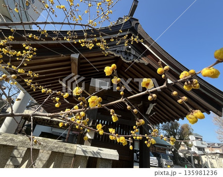 福岡市西区「姪浜住吉神社」の蝋梅(ロウバイ) 福岡市西区「姪浜住吉神社」の蝋梅(ロウバイ) 135981236
