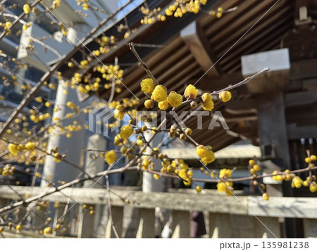 福岡市西区「姪浜住吉神社」の蝋梅(ロウバイ) 福岡市西区「姪浜住吉神社」の蝋梅(ロウバイ) 135981238