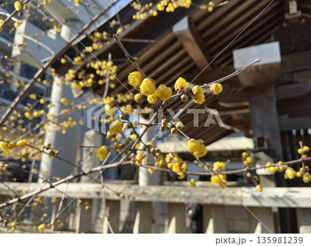 福岡市西区「姪浜住吉神社」の蝋梅(ロウバイ) 福岡市西区「姪浜住吉神社」の蝋梅(ロウバイ) 135981239